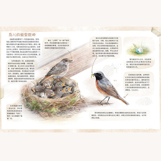 2020新书 有翅膀的朋友 给孩子的鸟类观察知识手册 安娜 瓦西里耶芙娜 儿童科普百科全书 鸟类种类识别方法 鸟类科普图鉴大全书籍 商品图3