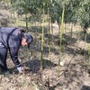 【野春笋】产自黄山深处野生竹林/贽物自有山地/不施除草剂(5斤98元)带皮顺丰冷鲜发货 商品缩略图4