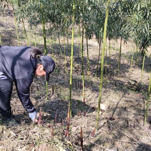 【野春笋】产自黄山深处野生竹林/贽物自有山地/不施除草剂(5斤98元)带皮顺丰冷鲜发货 商品图4