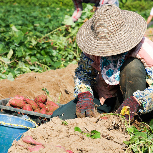 [最农公社]海南桥头富硒蜜薯地瓜净重5斤/9斤小果中果大果粉糯香甜 商品图5