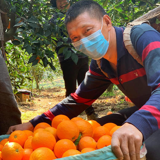 秭归伦晚脐橙、橙香扑鼻、酸甜多汁、新鲜细嫩 商品图4