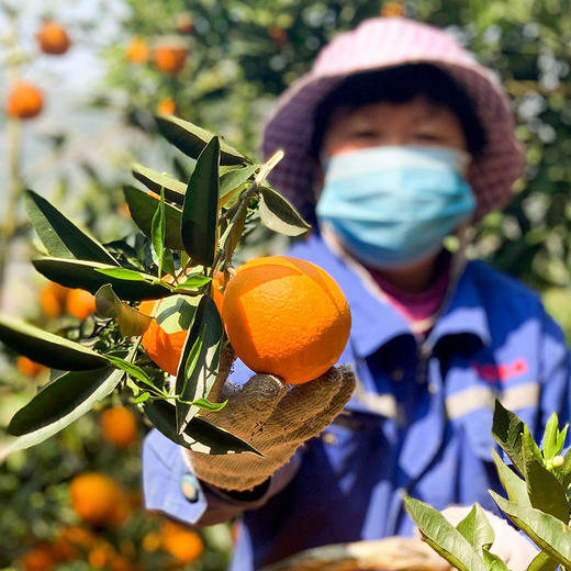 秭归伦晚脐橙、橙香扑鼻、酸甜多汁、新鲜细嫩 商品图3