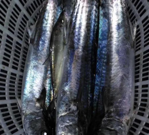 【肥嫩鲜润】 宁波鰆鯃/川乌鱼 当日鲜捕 优中选优 冰鲜到家 商品图7