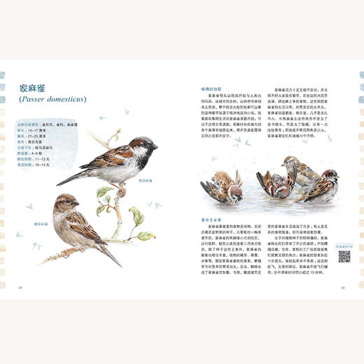 2020新书 有翅膀的朋友 给孩子的鸟类观察知识手册 安娜 瓦西里耶芙娜 儿童科普百科全书 鸟类种类识别方法 鸟类科普图鉴大全书籍 商品图2