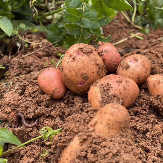 『云南高原红皮黄心小土豆』粉糯面甜、好吃又便宜、蒸煮炸炒、做薯条土豆泥等各种美食都超赞 商品图1