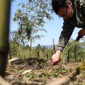 【野春笋】产自黄山深处野生竹林/贽物自有山地/不施除草剂(5斤98元)带皮顺丰冷鲜发货