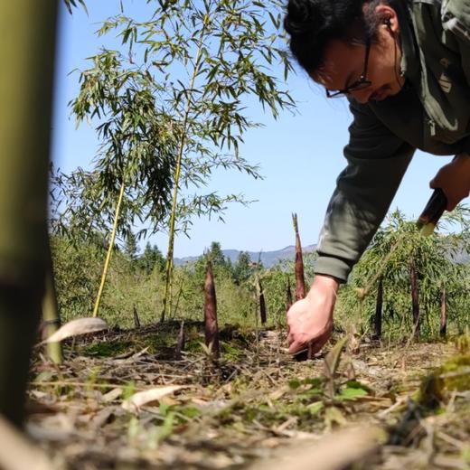 【野春笋】产自黄山深处野生竹林/贽物自有山地/不施除草剂(5斤98元)带皮顺丰冷鲜发货 商品图0