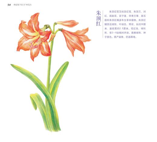 正版新书 色铅笔下的37种花卉 十六糖 色铅笔入门色铅笔技法绘画基础色铅笔花卉植物色铅笔爱好者绘画爱好者参考阅读使用图书籍 商品图1