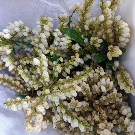 【似雪小铃铛】山里白 若干枝/扎 商品图5