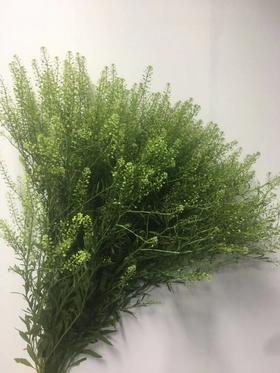 绿灵草