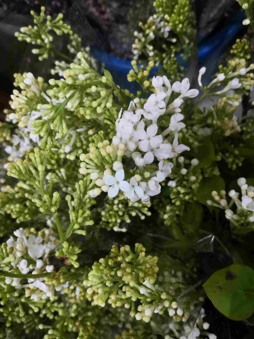 配花-丁香花-白色 商品图4