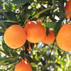 秭归伦晚脐橙、橙香扑鼻、酸甜多汁、新鲜细嫩 商品缩略图6