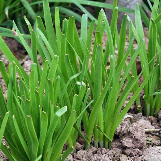 生态韭菜 | 风味十足 | 石嫣农场 * Eco-friendly Chinese Chives 商品图2