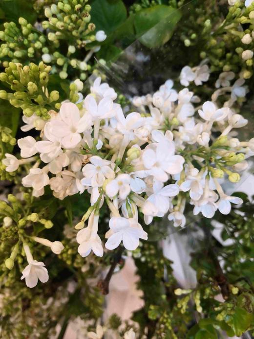 配花-丁香花-白色 商品图1