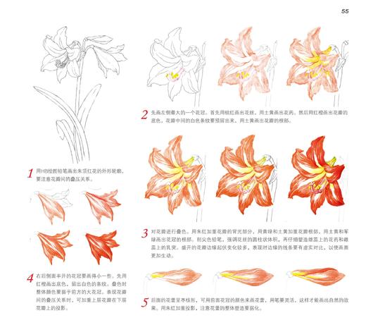 正版新书 色铅笔下的37种花卉 十六糖 色铅笔入门色铅笔技法绘画基础色铅笔花卉植物色铅笔爱好者绘画爱好者参考阅读使用图书籍 商品图2