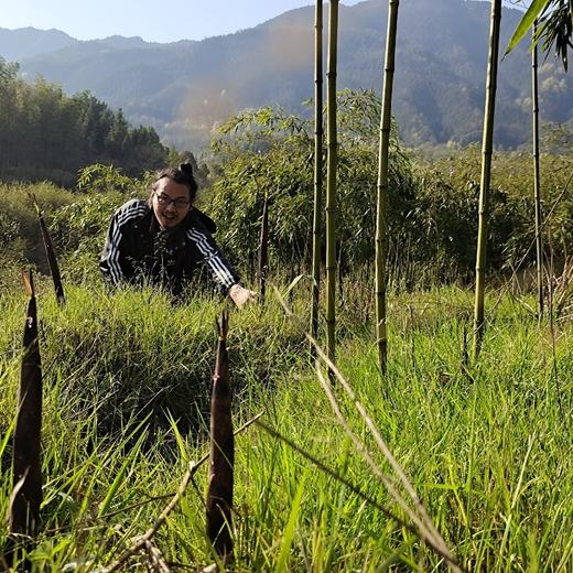 【野春笋】产自黄山深处野生竹林/贽物自有山地/不施除草剂(5斤98元)带皮顺丰冷鲜发货 商品图6