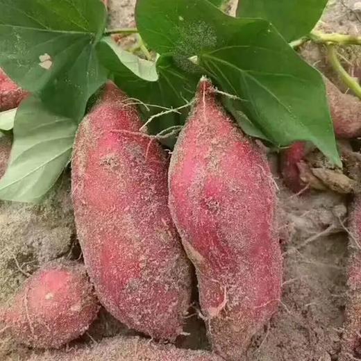 『海南桥头地瓜』真正的香嫩无丝，入口粉糯香甜，一切都刚好！ 商品图2