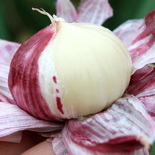 【云南紫皮独蒜】云南优质独头蒜，比一般蒜香3倍！引爆你的味蕾！ 商品图1