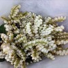 【似雪小铃铛】山里白 若干枝/扎 商品缩略图4