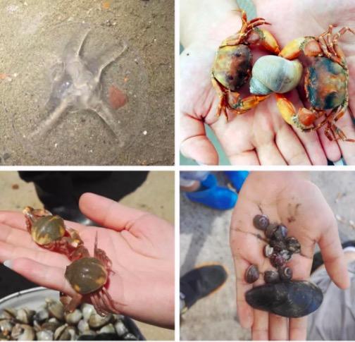 【清明五一】亲子自驾曹妃甸挖蛤蜊\出海打渔\品河豚大餐\住零差评酒店\自驾跟团|5~12岁亲子 商品图0