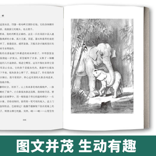 【2020新书】猎蟒 沈石溪 3-6岁小朋友童话故事书亲子阅读小学生课外阅读理解训练儿童读物经典故事书一二三年级课外阅读故事书籍 商品图4