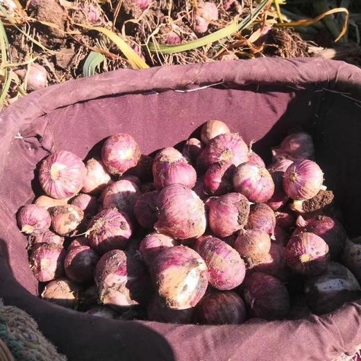 【云南紫皮独蒜】云南优质独头蒜，比一般蒜香3倍！引爆你的味蕾！ 商品图2