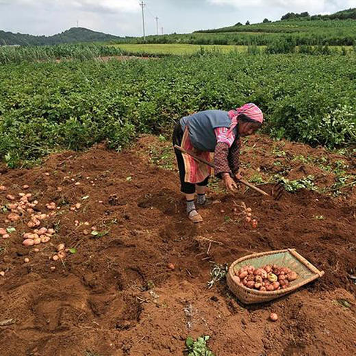 『云南高原红皮黄心小土豆』粉糯面甜、好吃又便宜、蒸煮炸炒、做薯条土豆泥等各种美食都超赞 商品图2