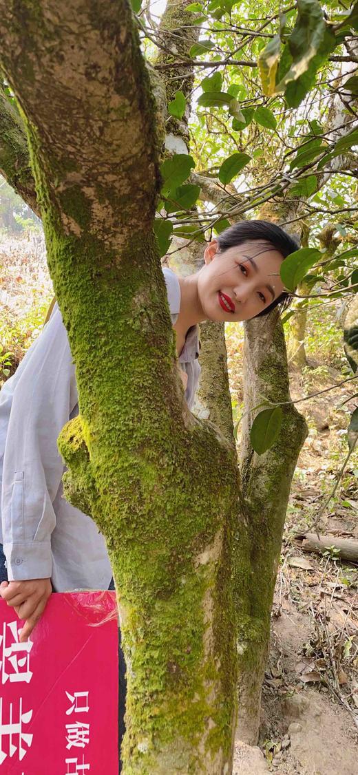 【小荒田】 临沧茶“新贵”，当地重金打造的下一个冰岛”！ 商品图2