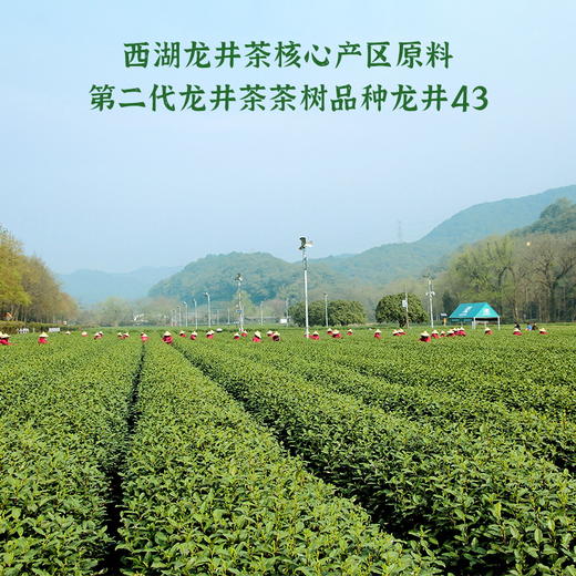 2026新茶·龙冠龙井【金碗钉·G60】纯茶礼盒 200g 商品图1