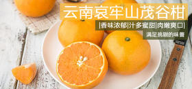 云南哀牢山茂谷柑-5斤装