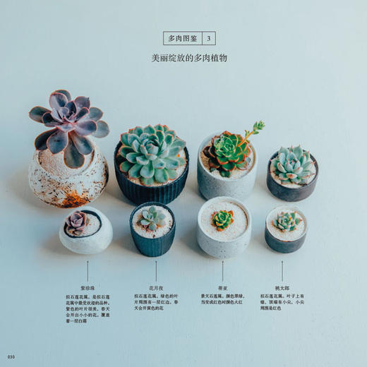 拥有多肉植物的生活 日本季色著 张琳译 多肉图鉴大全养花养殖教程方法多肉种植方法跟搭配生活的生活休闲图书 家庭园艺书籍 商品图3
