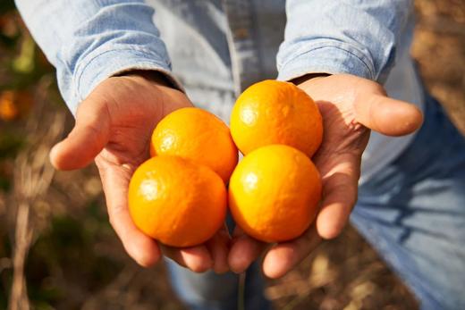 云南金沙江河谷有机沃柑 5斤装 现摘现发(拍下预计3左右到货） 商品图1