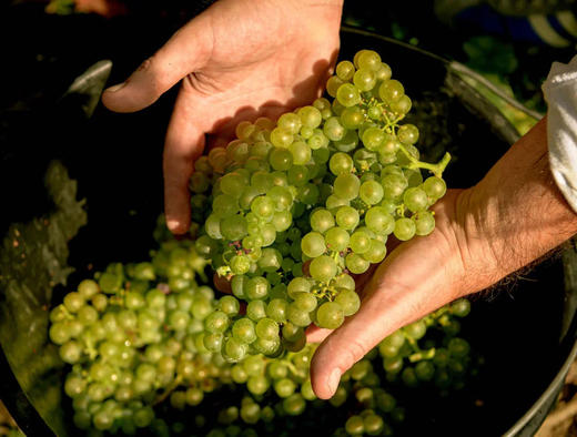 Lanson Clos Lanson 2008 克洛斯兰颂香槟 2008 礼盒装 商品图6