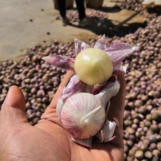 【云南紫皮独蒜】云南优质独头蒜，比一般蒜香3倍！引爆你的味蕾！ 商品图3