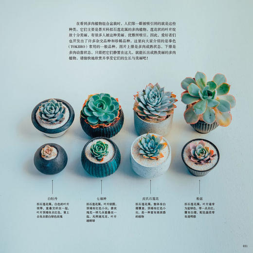 拥有多肉植物的生活 日本季色著 张琳译 多肉图鉴大全养花养殖教程方法多肉种植方法跟搭配生活的生活休闲图书 家庭园艺书籍 商品图2