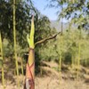 【野春笋】产自黄山深处野生竹林/贽物自有山地/不施除草剂(5斤98元)带皮顺丰冷鲜发货 商品缩略图2