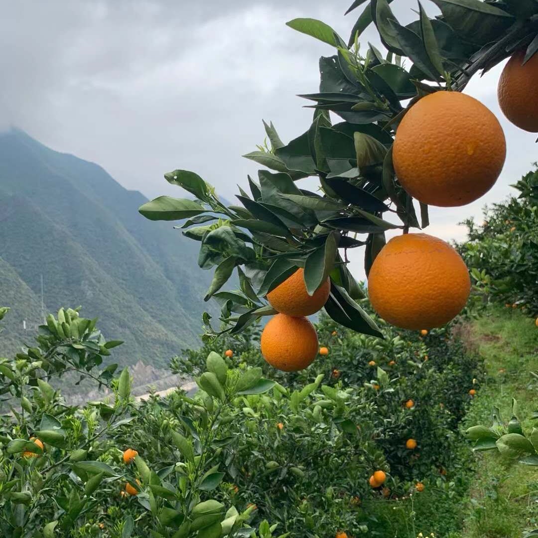 林权生态脐橙 纽荷尔脐橙 中华血橙 伦晚脐橙 九月红果冻橙 夏橙  毛重10斤/箱