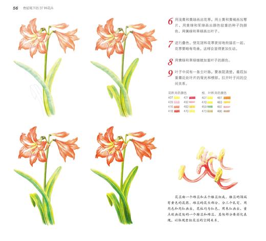 正版新书 色铅笔下的37种花卉 十六糖 色铅笔入门色铅笔技法绘画基础色铅笔花卉植物色铅笔爱好者绘画爱好者参考阅读使用图书籍 商品图3