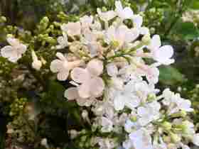 配花-丁香花-白色