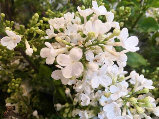 配花-丁香花-白色 商品图0