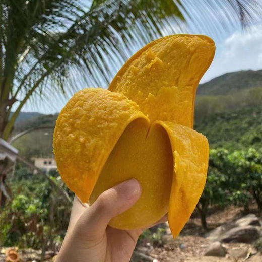 海南金煌芒，当季现摘，果肉Q弹爽滑、皮薄肉厚，吃着特别的爽，每一口都是甜蜜的味道！ 商品图2