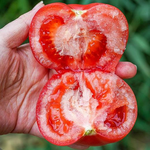 海阳【普罗旺斯西红柿】儿时味道，沙瓤超多，酸甜可口！ 商品图3