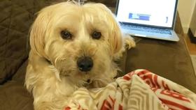 lulu普通砍价活动商品0510