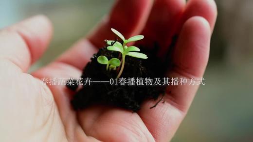 1.1春播植物及其播种方式 商品图0