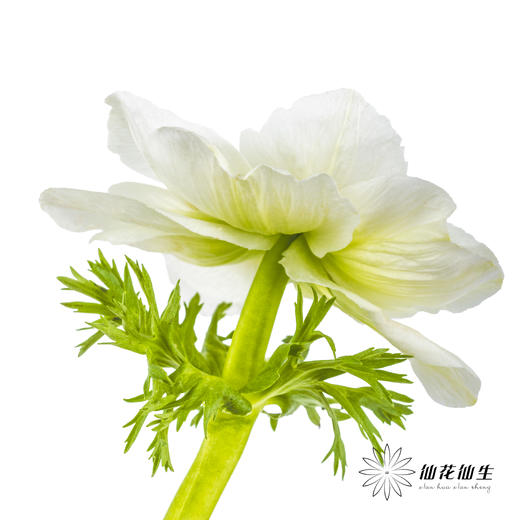 配花 | 银莲白色（白色花瓣容易折痕，不售后，介意慎拍） 商品图3