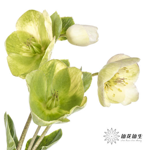 配花 | 兔葵白色「枝条较短,介意慎拍」 商品图4