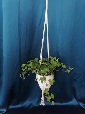 自吸吊盆—常春藤