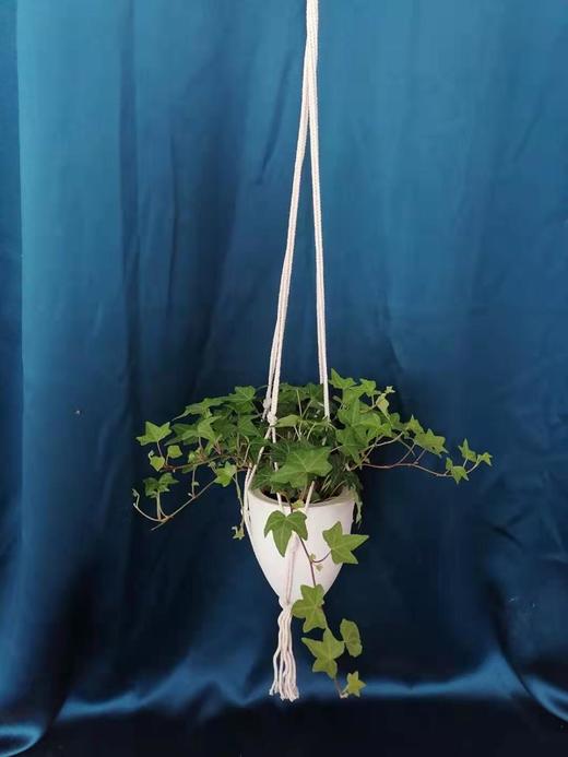 自吸吊盆—常春藤 商品图0