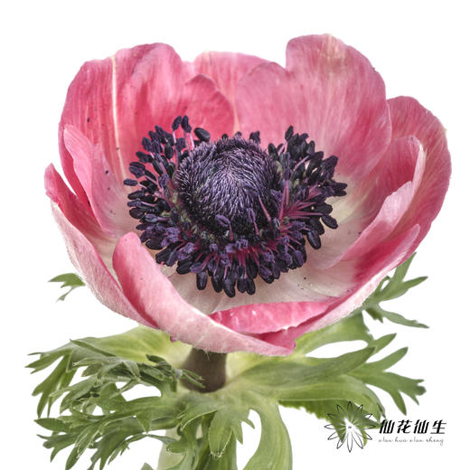 配花 | 银莲红色 商品图1