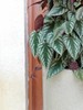 高圆瓷盆—锦叶葡萄 商品缩略图1